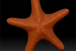 Étoile de mer
